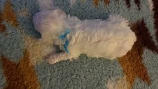 Bichon Frise Puppy dreaming