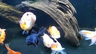 75 gallon ho ca vang goldfish ranchu update 2