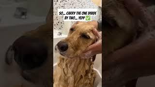 Do you understand dog math?  #doglife #doglover #puppylove #goldenretriever #dogmom #shorts