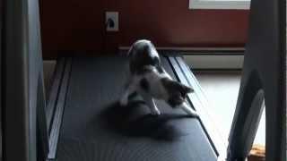 HD of Luke the cat walking on the treadmill