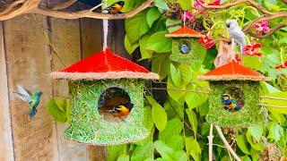 How to make bird houses from plastic bottles || diy bird nest || garden idea