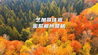 赏枫正当时，Z美“枫”景一定不要错过