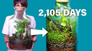 Giant Terrarium 2,105 Days Later - An Amazing Story