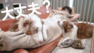 体調不良のお兄ちゃんが心配で添い寝する犬達が優しすぎて泣いた・・・【ボーダーコリー・オーストラリアンシェパード】