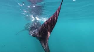 Whaleshark Tour Mexico By Digital Travel Videos