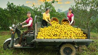 Use 3-wheeled Vehicle Harvesting 400kg Orange Goes To The Market Sell - Orange Garden