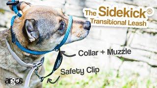 Sidekick Transitional Leash: My Go-To for Pulling and Reactivity