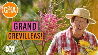 HUGE Grevillea Collection | Australian Native Plants | Gardening Australia