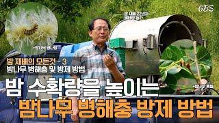 [밤의 모든것 3] 밤 수확량을 높이는 밤나무 병해충 방제 방법