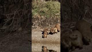 Otter Sound | River Otter