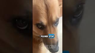 Dog Swallows Toy and Now Music’s Coming From His Stomach 