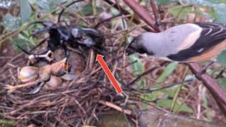 First time in the world baby birds have been disturbed by horned beetles