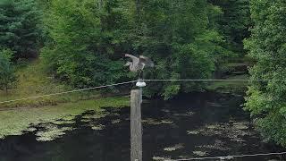 2 Great Blue Herons