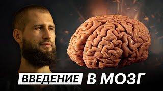 Введение в Мозг