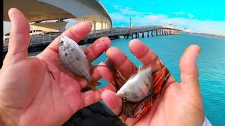 2 Hours Raw Uncut Saltwater Shore Fishing With Live Bait