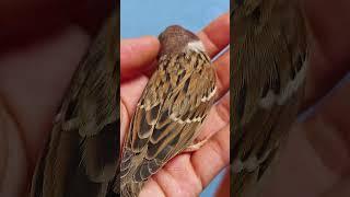 This girl found a helpless bird in her yard and decided to adopt it, then...