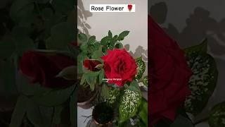 #flowers #rose #roseflower #garden #gardening #gardeningtips #plant #planting #shorts #short#youtube