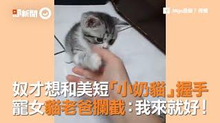 台中飼主想和美國短毛貓握手 竟被小貓咪牠爸阻攔：我來就好！| 寵物