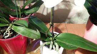 My  orchid  collection  in 60 seconds !