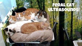 Feral cat ultrasound! Is she pregnant??