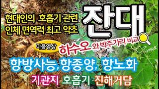 잔대 이야기[초록사랑]