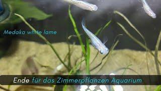 Ende für das Zimmerpflanzen Aquarium -Medakas umsetzen, Winterquartier Medaka white lame #aquaristik