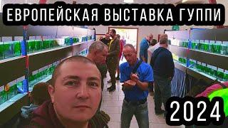 Европейская выставка ГУППИ! АУКЦИОН ГУППИ! Дядя Вася Рулит в прямом эфире! 2 часть