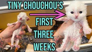 Saving the Tiniest, Fluffiest Kitten with a Cleft Palate (Chouchou's First 3 Weeks!)