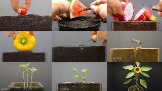 Growing Plants Compilation #1 - 155 Days Time Lapse