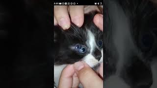 The Kitten has 3 eyes