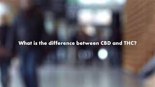 Your Cannabis Questions, Answered: How are THC and CBD different?