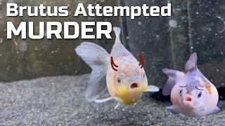 Brutus The BRUTAL Goldfish - Three Counts of Attempted Murder