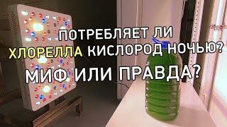 Потребляет ли хлорелла кислород ночью?Миф или правда? #технологияальготек #хлореллаальготек