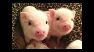 CUTE BABY PIGS COMPILATION 2018 #2 | Just Animal Videos