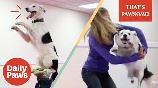 Have You Ever Seen a Dancing Dog?! | That's Pawsome | Daily Paws