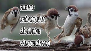 file mp3 tiếng chim sẻ mồi dùng để bẫy keo chuẩn nhất 2020 không tiếng ồn bẫy là dính