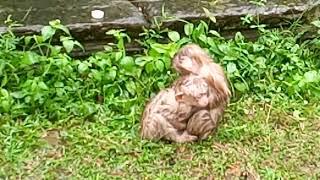 two young Short Tail Sit on grass when Heavy Rain Drop in afternoon time - Oct17,2024/Vs.4499-Ambers