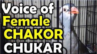 Chakor Mada Voice | The Best Voice of Female Chakor | Mada Chakor ki Awaz | Birds Mentor   