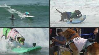 Verrückt: Hier surfen Hunde | AFP