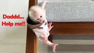 Dad suddenly sees Monkey Baby Molly in danger