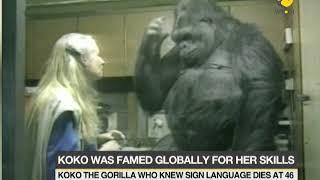 Koko, the gorilla who mastered sign language, dies at 46