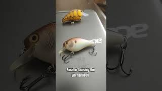 Smallmouth Fishing Shenandoah River #smallmouth #kayakfishing #bassfishing #riverfishing #baits
