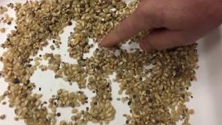 Satake is the Innovated Leader in Seed Sorting Technology