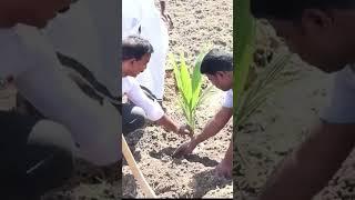 தென்னங்கன்று நடவு முறை Thilipagri #agriculture #farmer #jegan