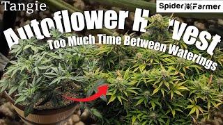 How I Grow E24- Underwatering in Bloom - Tangie Autoflower - Spiderfarmer SF4000 Kit