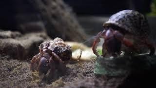 "Purple Pincher" Caribbean Hermit Crabs