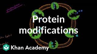 Protein modifications | Biomolecules | MCAT | Khan Academy