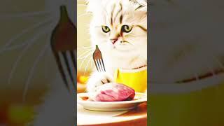 cat cuteness #khuzaima#cute a#reels #funny