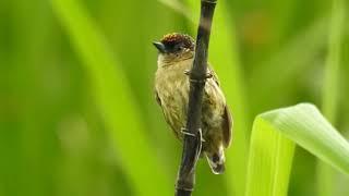 Carpinterito Olivaceo