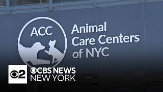 New $75 million city animal shelter in Queens overwhelmed on official opening day